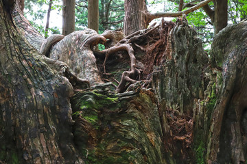 【山形県 日本の観光名所】幻想の森 ウラ杉