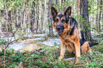 Dog German Shepherd in the forest in an early spring