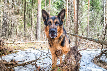 Dog German Shepherd in the forest in an early spring