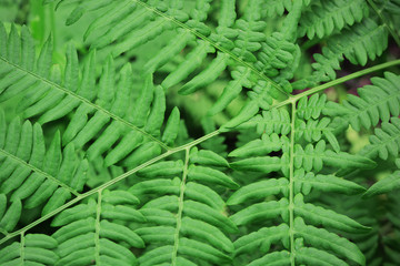 Fern green floral background. Photo picture.