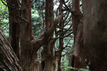 Fototapeta premium 【山形県 日本の観光名所】幻想の森 ウラ杉
