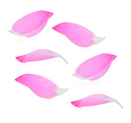 Pink lotus petal on white background