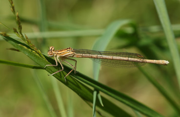 A pretty female White-legged Damselfly, Platycnemis pennipes, perching on grass.	