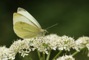 A pretty Small White Butterfly, Pieris rapae, nectaring on a flower.