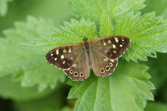 A beautiful Speckled Wood Butterfly, Pararge aegeria, opening up its wings perched on a stinging Nettle leaf.