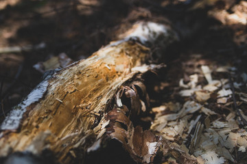 Eaten Tree