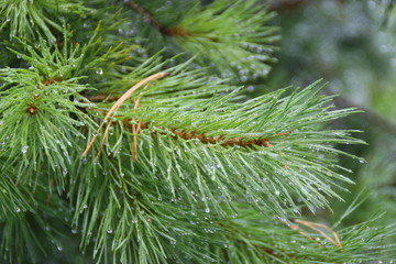 pine branch with cones