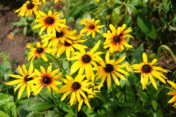 yellow flowers in garden