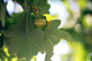 Acorn2