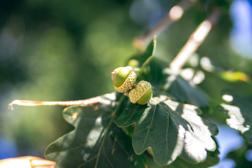 Acorn1