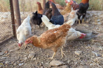 Homemade chicken with a rooster in the coop eats grain