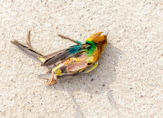 Sparrow of a dead bird on asphalt background