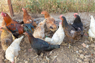 Homemade chicken with a rooster in the coop eats grain © donikz