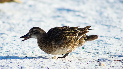 Garganey duck or Spatula querquedula female on snow close-up portrait in winter, selective focus, shallow DOF