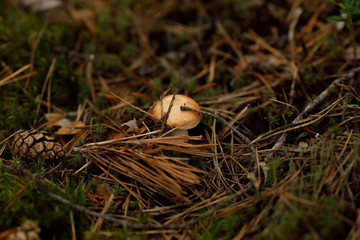 Russula atropurpurea, commonly called the blackish purple Russula or the purple brittlegill.