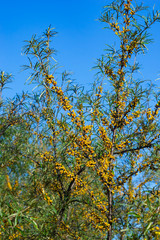 Sea buckthorn Hippophae berries riping on branch against sky, close-up, selective focus, shallow DOF