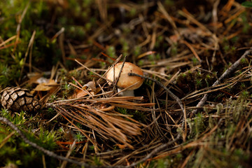 Russula atropurpurea, commonly called the blackish purple Russula or the purple brittlegill.