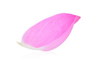 Pink lotus petal on white background