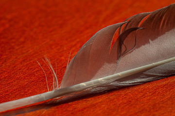 close-up of a grey and white feather lying on a red surface