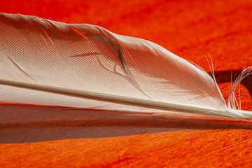 close-up of a grey and white feather lying on a red surface