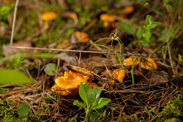 Chanterelle forest mushrooms on a forest glade on a summer day. Bright mushrooms.