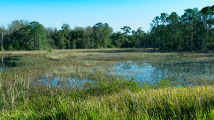 lake in the forest