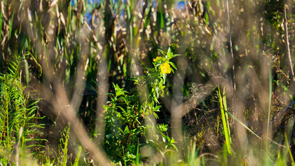 Yellow Flower in Field