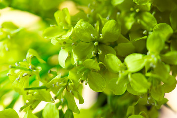 green wild flowers on brown wooden background