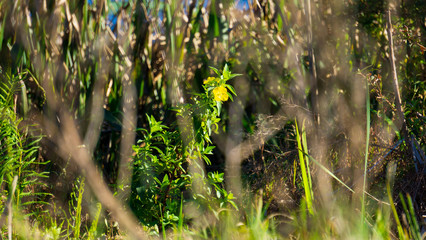 wild flowers in the forest