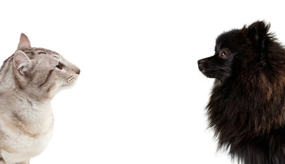 Black German spitz and tabby point cat sitting opposite each other.