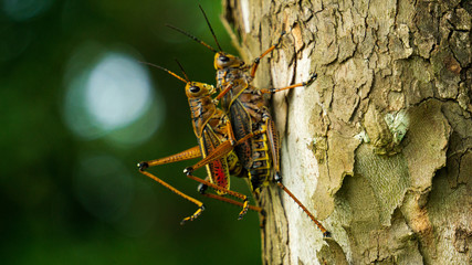 grasshoppers