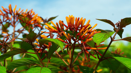 flower on background of blue sky