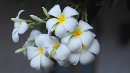 white frangipani flower on green background