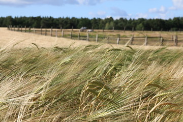 Gerstenfeld vor einer Pferdeweide mit Holzzaun