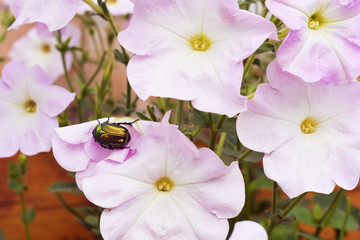 The beetle sits on a petunia. Photo picture.