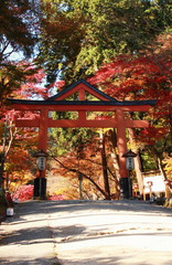 滋賀県大津市坂本の日吉大社にある山王鳥居と秋の紅葉の風景