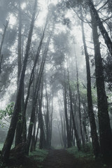 Forest Rain and fog On the Moutain 