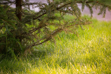 water splash on a tree, wet tree