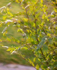 tree in the drops after rain at sunset
