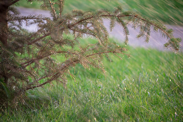 water splash on a tree, wet tree