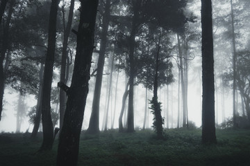 Forest Rain and fog On the Moutain 