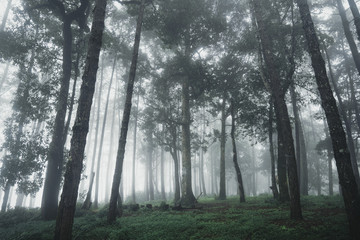 Forest Rain and fog On the Moutain 