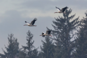 three white storks (ciconia ciconia) in flight over trees