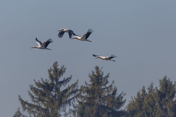 four white storks (ciconia ciconia) flying over trees