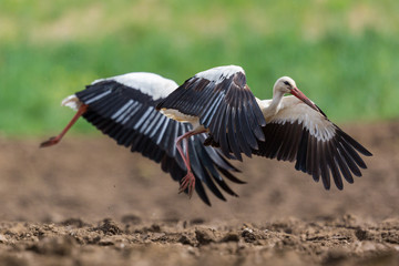 close-up two white storks (ciconia ciconia) taking-off