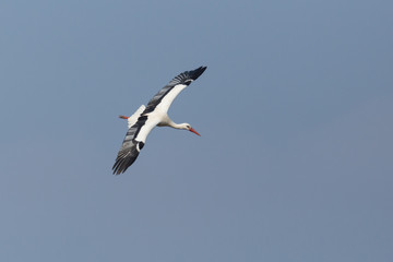 close-up white stork (ciconia ciconia) in flight, blue sky