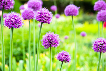 Obraz premium Summer flowers. Lilac flowers in the garden on green blurred background at sunny summer day. Beautiful summer landscape.Flower background. Flower for postcard beauty decoration and agriculture concept