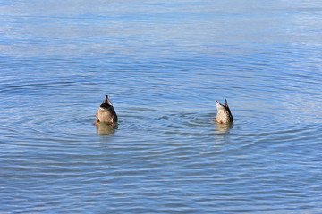 Two ducks on calm water surface having heads underwater.