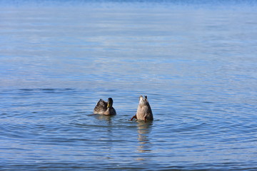 Fototapeta premium Two ducks on calm water surface with one of them having head underwater.