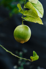 Botanical Nature Green Tropical Lime Leaves Tree